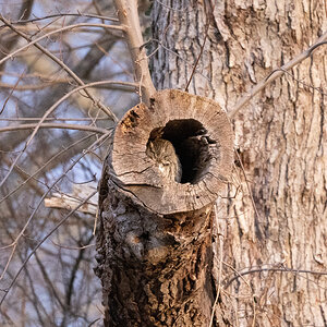 Eastern Screech Owl gray morph in large branch-2919.jpg