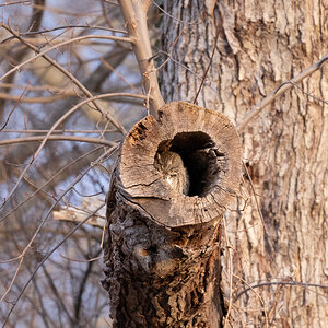 Eastern Screech Owl gray morph in large branch-2931.jpg