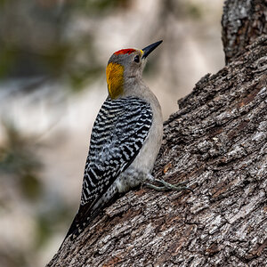 Red-Bellied Woodpecker 1, San Antonio