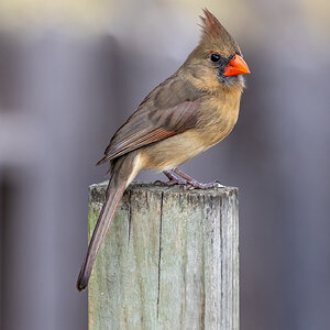 Cardinal, female