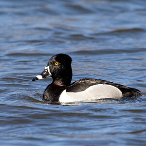 Ring-necked Duck side profile.jpg
