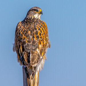 A Ferruginous Hawk