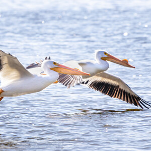 Reelfoot 8 (1 of 1).jpg