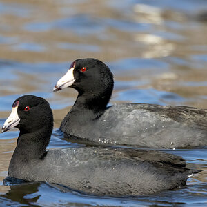 American Coots.jpg