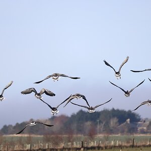 Canadian Geese - Inverberbvie.jpg