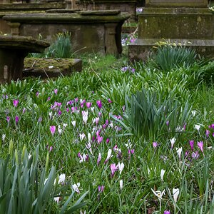 Spring - Montrose Churchyard.jpg