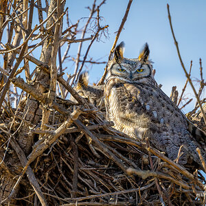 Great-horned Owl Pair