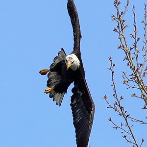 Bald Eagle (3) 27 Mar 2021a.JPG