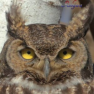 Great Horned Owl 26 Mar 2021a.JPG