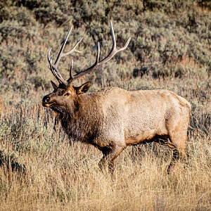 Yellowstone Elk 3 (1 of 1).jpg