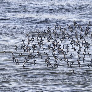 Terns-Aberdeen-Harbour.jpg