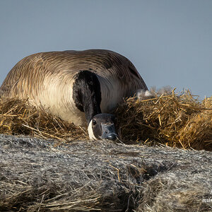 Canada Goose - Hiding expertly.