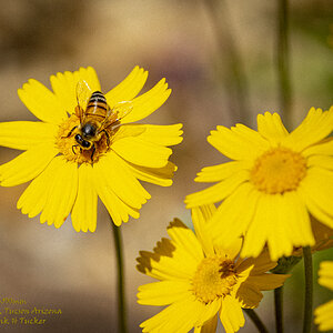 Sonora Desert Bee UL.jpg