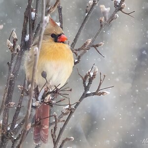 Female cardinal in the snow.jpg