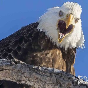 Eagle Yelling 2.20.21.2 qc.jpg