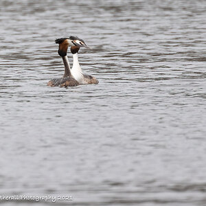 Pair of Great Crested Grebe.jpg