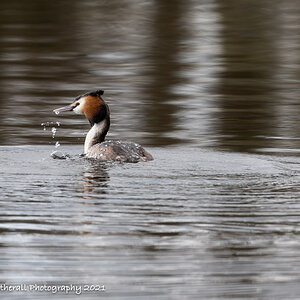 Bathing time for Great Crested Grebe.jpg