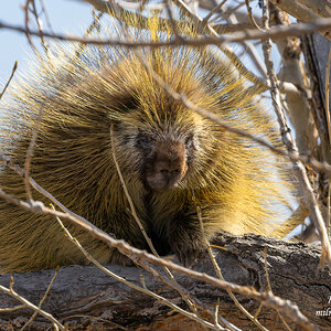 A Backlit Porcupine.