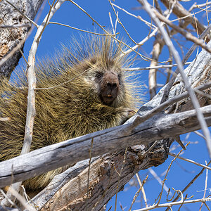 Porcupine Sunning Himself