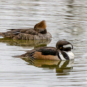 Hooded Merganzer Pair Napping