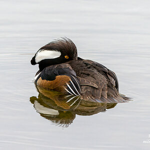 Hooded Merganzer - Male Napping