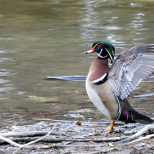 Wood Duck Male Taking a Stretch