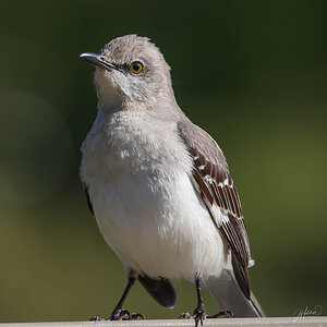 Northern Mockingbird