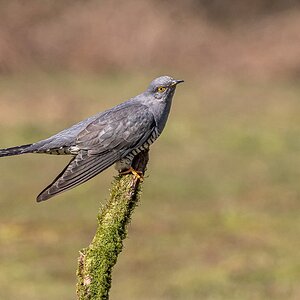 Cuckoo