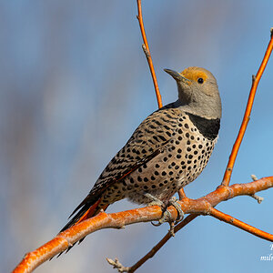 Northern Flicker - Female - Red Shafted