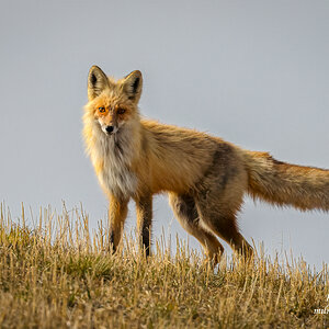 Red Fox Checking Us Out