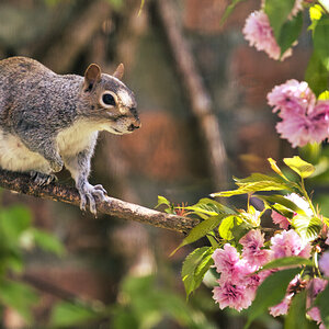 Spring Squirrel.jpg