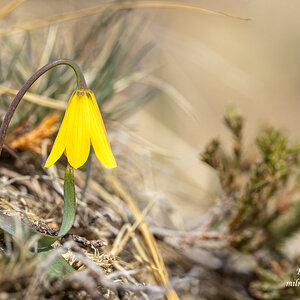 Yellowbell - wildflower