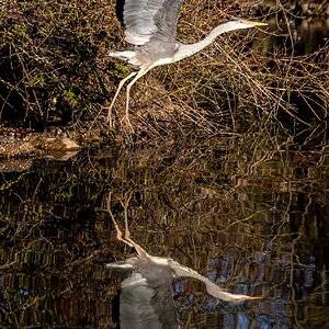 HERON (7 of 13).JPG