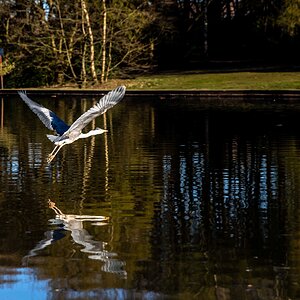 HERON (9 of 13).JPG