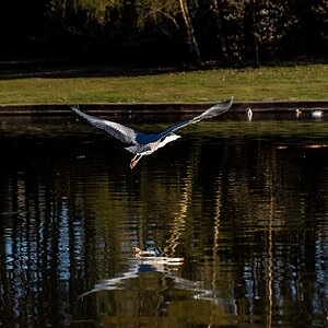 HERON (10 of 13).JPG