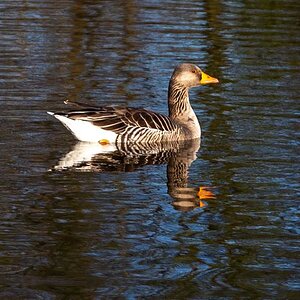 HERON (13 of 13).JPG