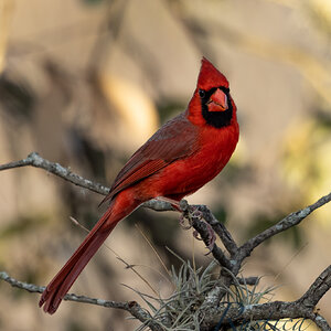 Cardinal