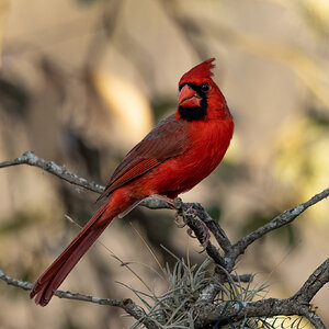 Cardinal