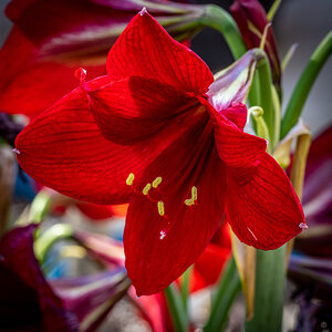 Amaryllis