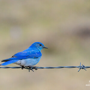 Mountain Bluebird