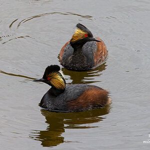 Eared Grebe pair 1