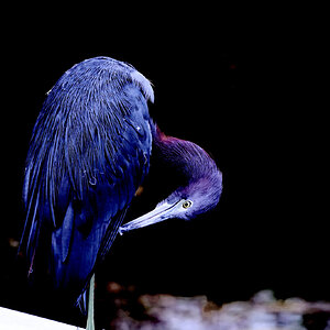 Little Blue Heron Preening.jpeg