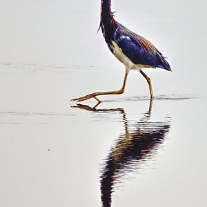 Heron_TM_2114 Cropped.jpg