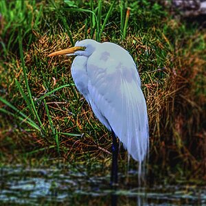 Egret Apopka Wild Life.jpg