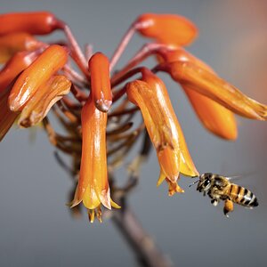 Bee On Aloe Vera.jpg