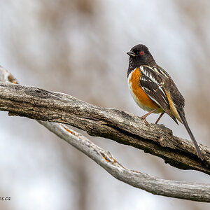 Spotted Towhee 1