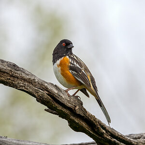 Spotted Towhee 3