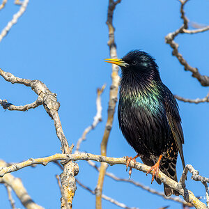 Iridescence of a Starling