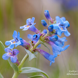 Wildflower - Smooth Blue Penstemon