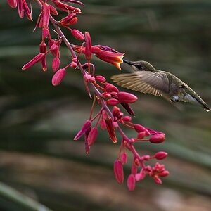 _A8A1562 black-chinned hummingbird Inks Lake SP blind 20210515-DeNoiseAI-clear 5254x3502pix.jpg